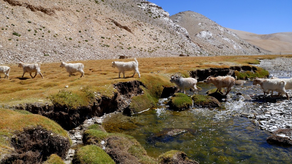 Chèvres, vers Rachung Karu