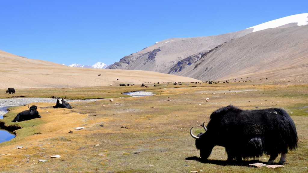 Changtang, Vallée perdue, entre les cols de Kyamaru La et Gyama La (5200m)