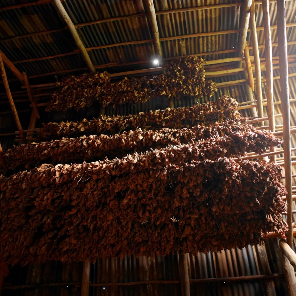 Cuba, Feuille de tabac qui sèchent, Vinales