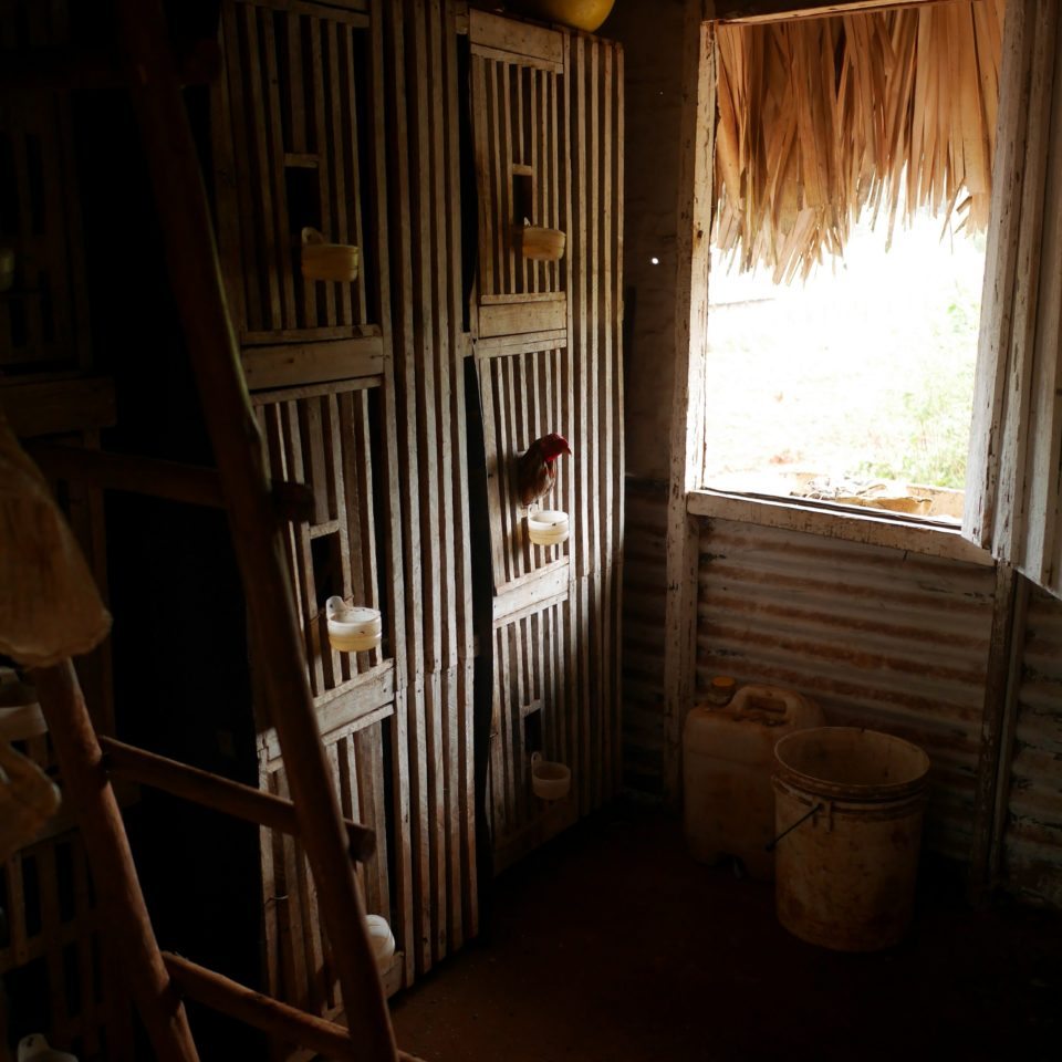 Cuba, Cages de coqs de combat, Vinales