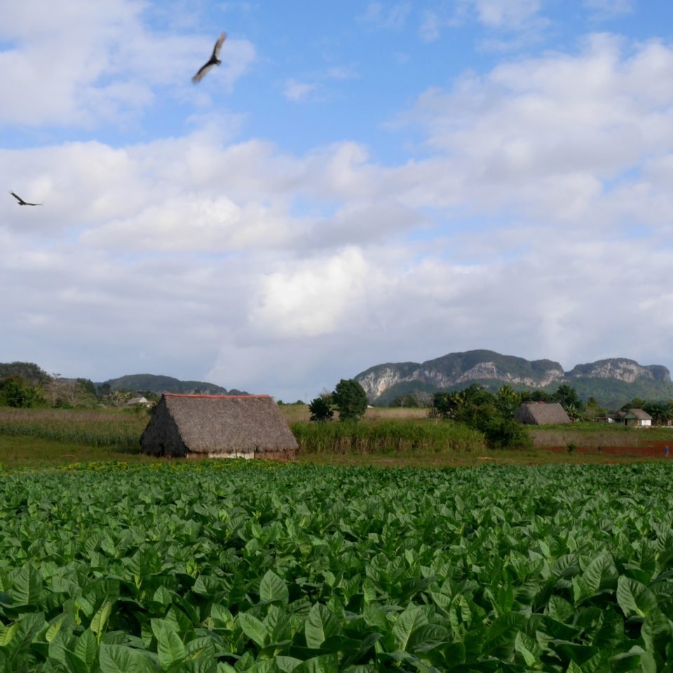 Cuba, Plantation de Tabac, Vinales