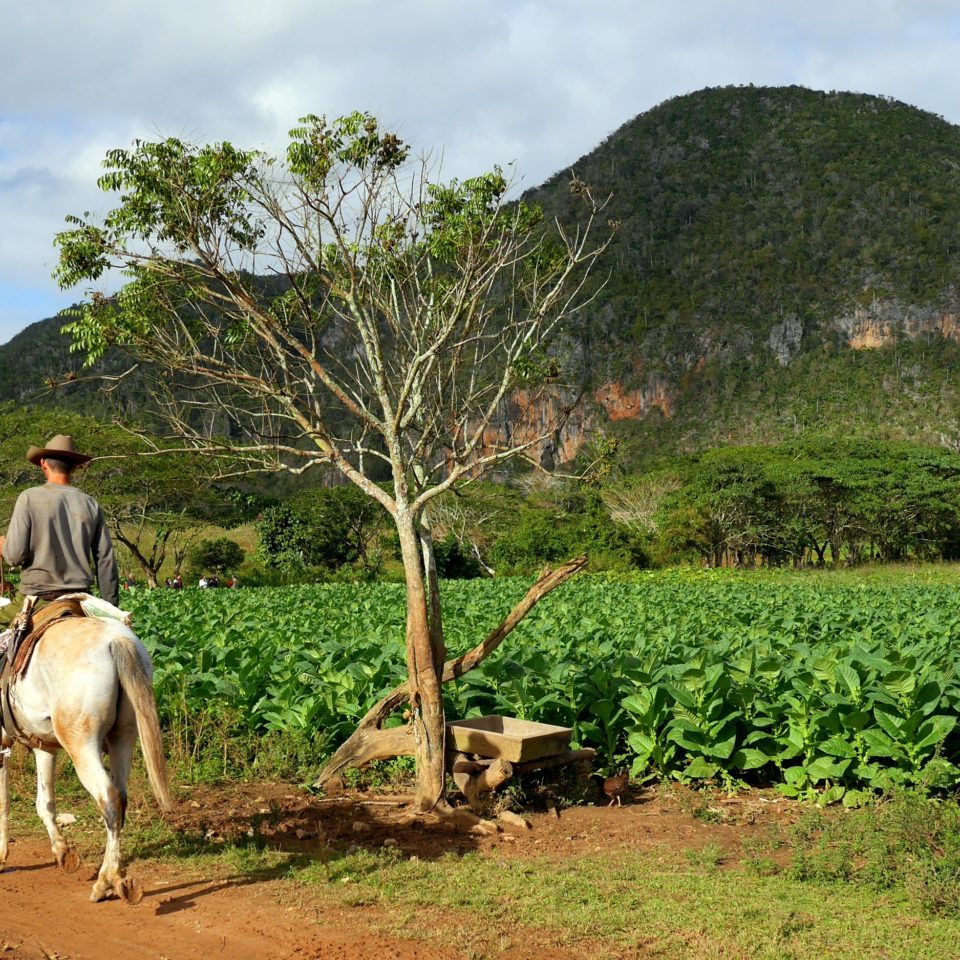 Cuba, Plantation de Tabac, Vinales