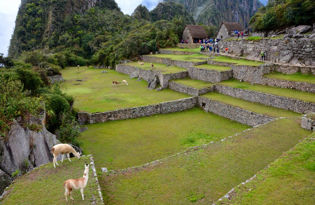 Les terrasses aux lama, macchu pichu