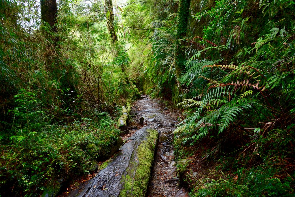 Parque Queulat, carretera austral