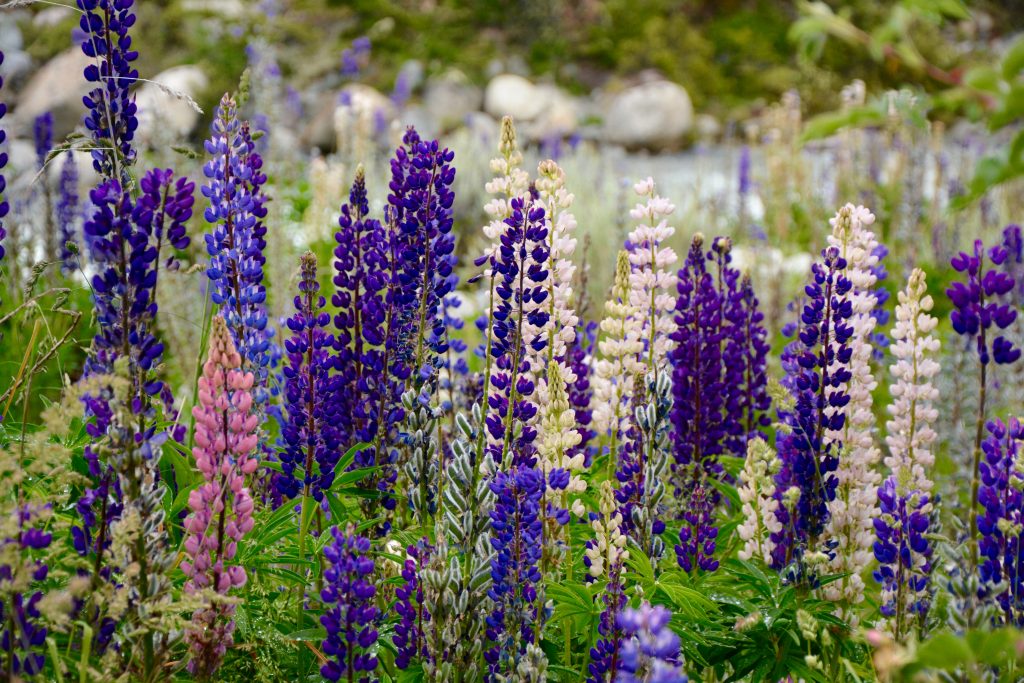 Champs de lupin sauvage