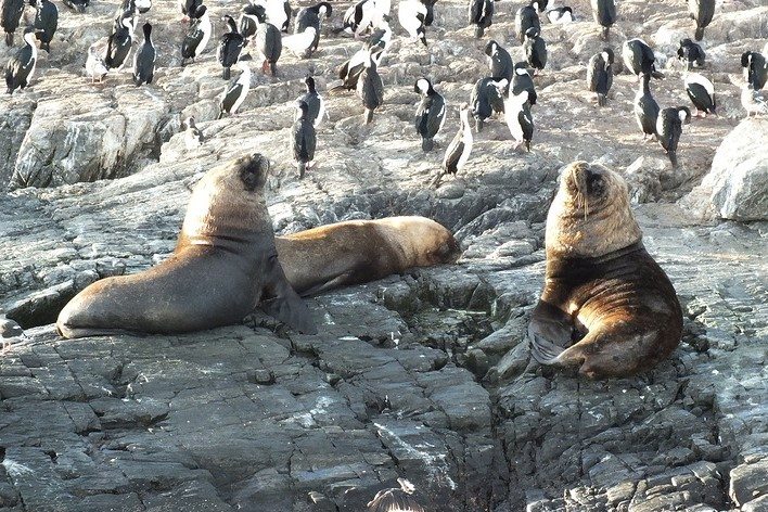ushuaia lions de mer