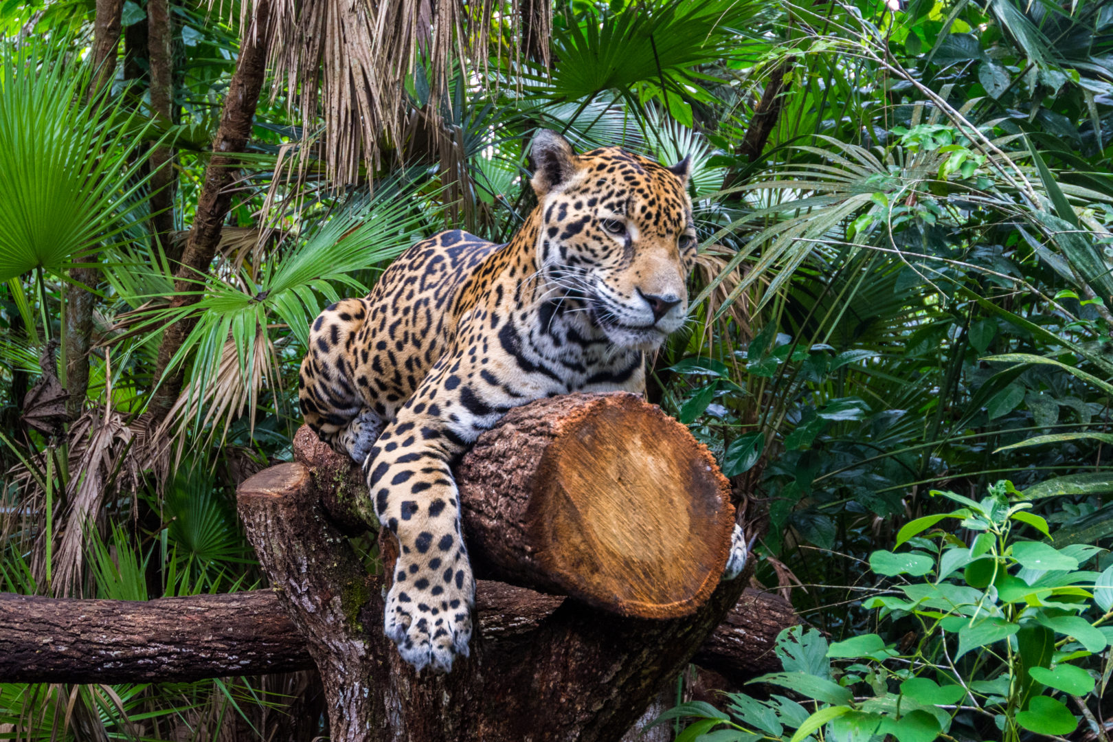 Jaguar, Belize